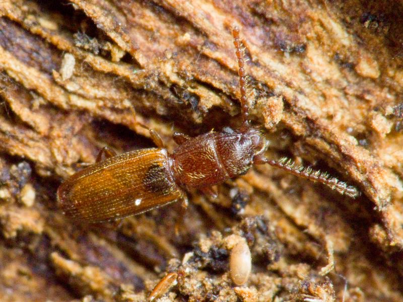 Cryptolestes duplicatus (Waltl, 1839)